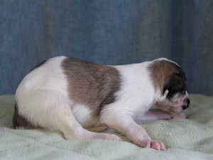 ボルゾイ子犬販売情報、男の子（オス）、ホワイト＆レッド、2015年10月03日生れ、神奈川県ブリーダー、ID9207。右側面