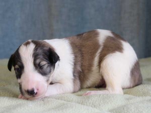 ボルゾイ子犬販売情報、男の子（オス）、ホワイト＆レッド、2015年10月03日生れ、神奈川県ブリーダー、ID9207。左側面