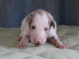 ボルゾイ子犬販売情報、男の子（オス）、ホワイト＆クリーム、2015年10月3日生れ、神奈川県ブリーダー、ID9208