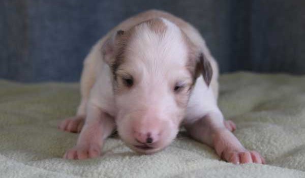 ボルゾイ子犬販売情報、男の子（オス）、ホワイト＆クリーム、2015年10月03日生れ、神奈川県ブリーダー、ID9208。正面