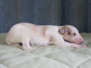 ボルゾイ子犬販売情報、男の子（オス）、ホワイト＆クリーム、2015年10月03日生れ、神奈川県ブリーダー、ID9208。右側面
