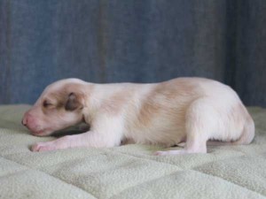 ボルゾイ子犬販売情報、男の子（オス）、ホワイト＆クリーム、2015年10月03日生れ、神奈川県ブリーダー、ID9208。左側面