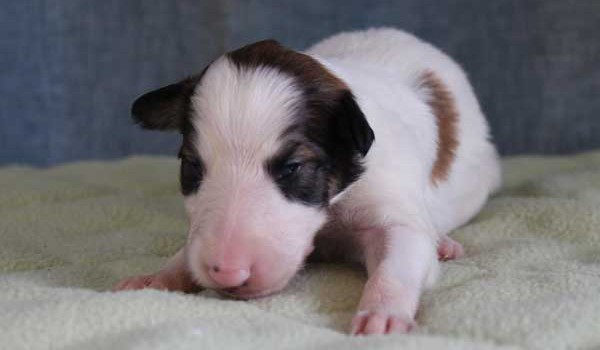 ボルゾイ子犬販売情報、女の子（メス）、ホワイト＆レッド、2015年10月03日生れ、神奈川県ブリーダー、ID9209。正面