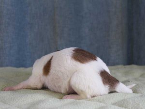 ボルゾイ子犬販売情報、女の子（メス）、ホワイト＆レッド、2015年10月03日生れ、神奈川県ブリーダー、ID9209。左側面