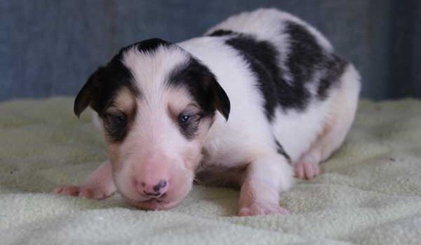 ボルゾイ子犬販売情報、女の子（メス）、ホワイト＆ブラック、2015年10月03日生れ、神奈川県ブリーダー、ID9210。正面