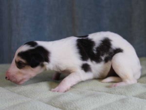 ボルゾイ子犬販売情報、女の子（メス）、ホワイト＆ブラック、2015年10月03日生れ、神奈川県ブリーダー、ID9210。左側面