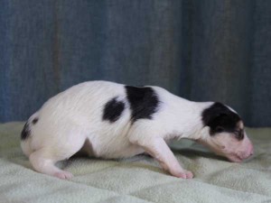 ボルゾイ子犬販売情報、女の子（メス）、ホワイト＆ブラック、2015年10月03日生れ、神奈川県ブリーダー、ID9210。右側面