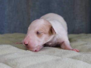 ボルゾイ子犬販売情報、女の子（メス）、ホワイト＆クリーム、2015年10月03日生れ、神奈川県ブリーダー、ID9211。正面2