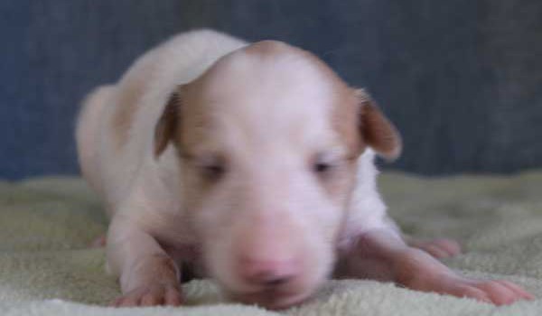 ボルゾイ子犬販売情報、女の子（メス）、ホワイト＆クリーム、2015年10月03日生れ、神奈川県ブリーダー、ID9211。正面