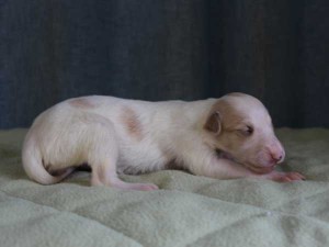 ボルゾイ子犬販売情報、女の子（メス）、ホワイト＆クリーム、2015年10月03日生れ、神奈川県ブリーダー、ID9211。右側面