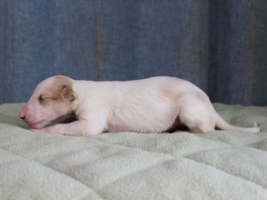 ボルゾイ子犬販売情報、女の子（メス）、ホワイト＆クリーム、2015年10月03日生れ、神奈川県ブリーダー、ID9211。左側面