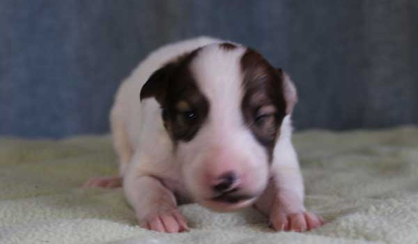 ボルゾイ子犬販売情報、女の子（メス）、ホワイト＆レッド、2015年10月03日生れ、神奈川県ブリーダー、ID9212。正面