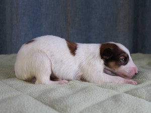 ボルゾイ子犬販売情報、女の子（メス）、ホワイト＆レッド、2015年10月03日生れ、神奈川県ブリーダー、ID9212。右側面