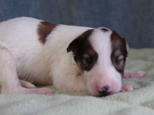 ボルゾイ子犬販売情報、女の子（メス）、ホワイト＆レッド、2015年10月03日生れ、神奈川県ブリーダー、ID9212。右側面