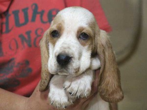 バセットハウンド子犬販売情報、女の子（メス）、レモンカラー、2015年08月29日生れ、神奈川県ブリーダー、ID9213。お顔2