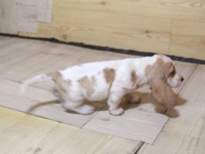 バセットハウンド子犬販売情報、女の子（メス）、レモンカラー、2015年08月29日生れ、神奈川県ブリーダー、ID9213。右側面
