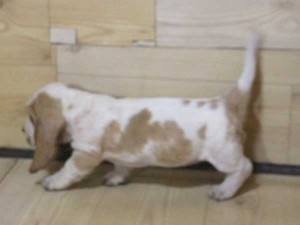 バセットハウンド子犬販売情報、女の子（メス）、レモンカラー、2015年08月29日生れ、神奈川県ブリーダー、ID9213。左側面