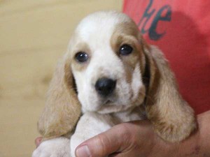 バセットハウンド子犬販売情報、女の子（メス）、レモンカラー、2015年08月29日生れ、神奈川県ブリーダー、ID9214。お顔2