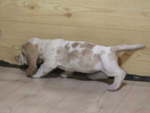バセットハウンド子犬販売情報、女の子（メス）、レモンカラー、2015年08月29日生れ、神奈川県ブリーダー、ID9214。左側面