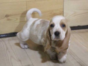 バセットハウンド子犬販売情報、女の子（メス）、レモンカラー、2015年08月29日生れ、神奈川県ブリーダー、ID9214。立ち姿