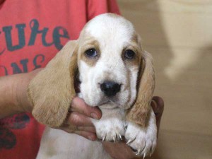 バセットハウンド子犬販売情報、女の子（メス）、レモンカラー、2015年08月29日生れ、神奈川県ブリーダー、ID9215。お顔2