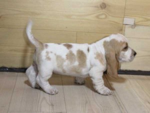バセットハウンド子犬販売情報、女の子（メス）、レモンカラー、2015年08月29日生れ、神奈川県ブリーダー、ID9215。右側面2
