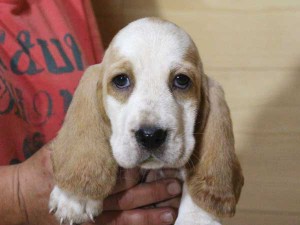 バセットハウンド子犬販売情報、女の子（メス）、レモンカラー、2015年8月29日生れ、神奈川県ブリーダー、ID9215