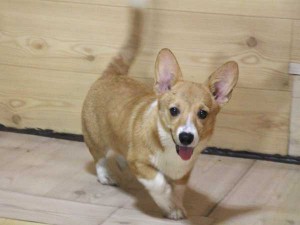 ウェルシュコーギーペンブローク子犬販売、レッド＆ホワイト、女の子（メス）、2015年05月29日生れ、神奈川県ブリーダー、ID9216
