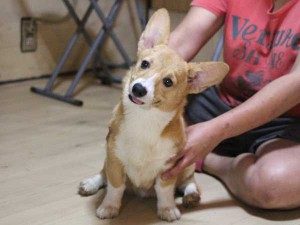 ウェルシュコーギーペンブローク子犬販売、レッド＆ホワイト、女の子（メス）、2015年05月29日生れ、神奈川県ブリーダー、ID9216