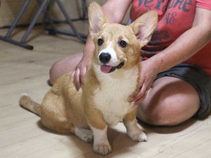 ウェルシュコーギーペンブローク子犬販売、レッド＆ホワイト、女の子（メス）、2015年05月29日生れ、神奈川県ブリーダー、ID9216