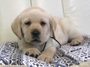 ラブラドールレトリーバー子犬販売情報、イエロー（黄ラブ）、男の子（オス）、2015年09月07日生れ、群馬県ブリーダー、ID9217