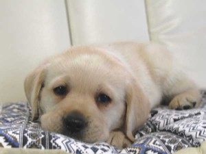 ラブラドールレトリーバー子犬販売情報、イエロー（黄ラブ）、男の子（オス）、2015年09月07日生れ、群馬県ブリーダー、ID9217