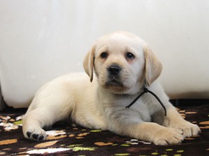 ラブラドールレトリーバー子犬販売情報、イエロー（黄ラブ）、男の子（オス）、2015年09月07日生れ、群馬県ブリーダー、ID9217