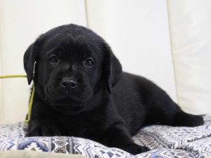 ラブラドールレトリーバー子犬販売情報、ブラック（黒ラブ）、男の子（オス）、2015年09月07日生れ、群馬県ブリーダー、ID9217