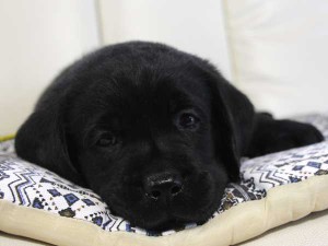 ラブラドールレトリーバー子犬販売情報、ブラック（黒ラブ）、男の子（オス）、2015年09月07日生れ、群馬県ブリーダー、ID9217