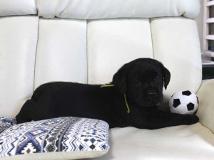 ラブラドールレトリーバー子犬販売情報、ブラック（黒ラブ）、男の子（オス）、2015年09月07日生れ、群馬県ブリーダー、ID9217