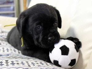 ラブラドールレトリーバー子犬販売情報、ブラック（黒ラブ）、男の子（オス）、2015年09月07日生れ、群馬県ブリーダー、ID9217