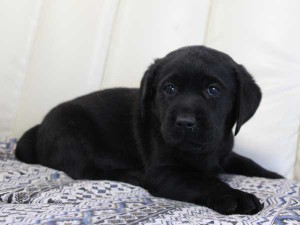ラブラドールレトリーバー子犬販売情報、ブラック（黒ラブ）、女の子（メス）、2015年09月07日生れ、群馬県ブリーダー、ID9219