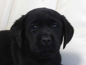 ラブラドールレトリーバー子犬販売情報、ブラック（黒ラブ）、女の子（メス）、2015年09月07日生れ、群馬県ブリーダー、ID9219