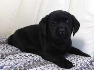 ラブラドールレトリーバー子犬販売情報、ブラック（黒ラブ）、女の子（メス）、2015年09月07日生れ、群馬県ブリーダー、ID9219