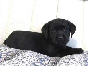 ラブラドールレトリーバー子犬販売情報、ブラック（黒ラブ）、女の子（メス）、2015年09月07日生れ、群馬県ブリーダー、ID9219