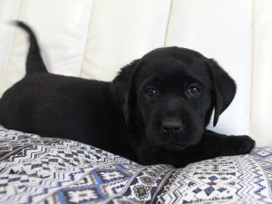 ラブラドールレトリーバー子犬販売情報、ブラック（黒ラブ）、女の子（メス）、2015年09月07日生れ、群馬県ブリーダー、ID9219