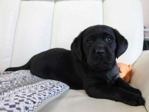 ラブラドールレトリーバー子犬販売情報、ブラック（黒ラブ）、女の子（メス）、2015年09月07日生れ、群馬県ブリーダー、ID9219