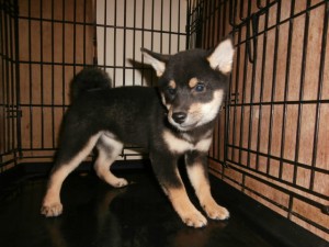 柴犬子犬販売情報、黒毛（黒柴）、女の子（メス）、2015年7月8日生れ、大阪府ブリーダー、ID9360