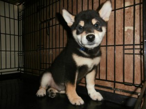 柴犬子犬販売情報、黒毛（黒柴）、男の子（オス）、2015年7月8日生れ、大阪府ブリーダー、ID9361