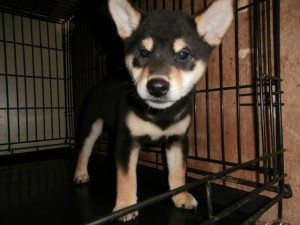 柴犬子犬販売情報、黒毛（黒柴）、男の子（オス）、 2015年7月25日生れ、大阪府ブリーダー、ID9362