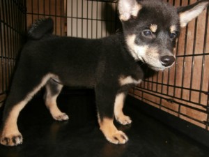 柴犬子犬販売情報、黒毛（黒柴）、女の子（メス）、 2015年7月25日生れ、大阪府ブリーダー、ID9363