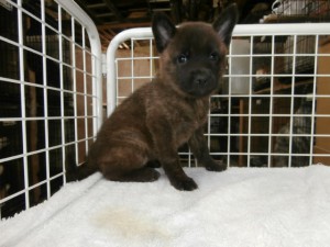 甲斐犬子犬販売情報、女の子（メス）、黒虎毛、2015年9月21日生れ、大阪府ブリーダー、ID9364