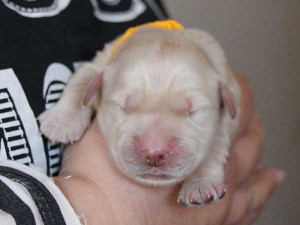 ゴールデンレトリーバー子犬販売、ゴールド、女の子（メス）、2015年10月24日生れ、千葉県ブリーダー、ID9256