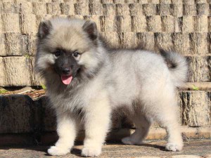 キースホンド子犬販売情報、男の子（オス）、グレー、2015年08月07日生れ、東京都ブリーダー、ID9262。左側面2